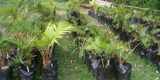 Teknik Budidaya Tanaman Sagu Dinas Peternakan Dan Perkebunan Kabupaten Banjar